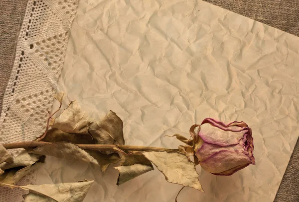 Rose sèche sur vieux papier plissé — Photo