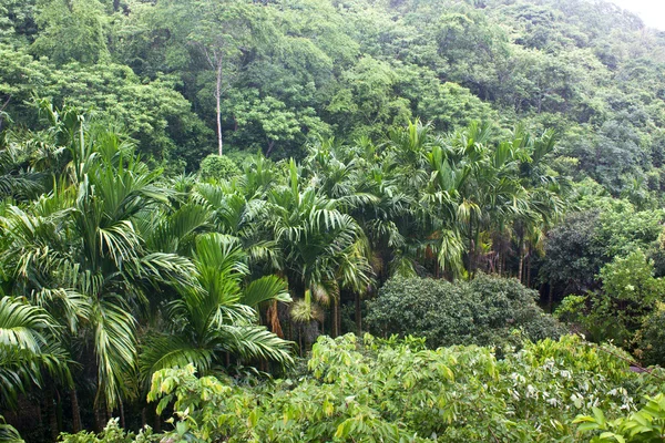 Bosque tropical Fotos De Stock Sin Royalties Gratis