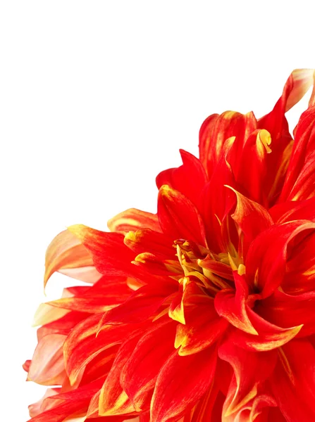 Fiore di Dahlia — Foto Stock