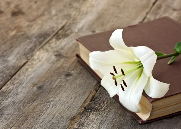 kitap üzerinde beyaz zambak