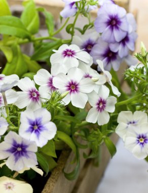 Phlox fidan
