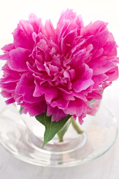 Peonia rosa — Foto Stock