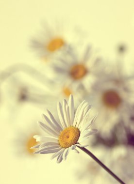 Camomiles