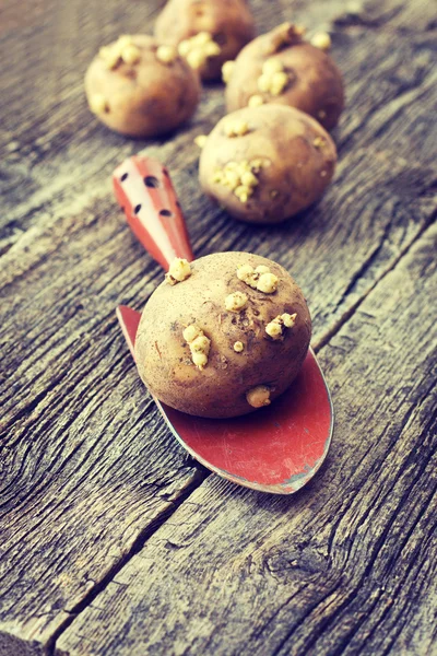 Картофель с капустой — стоковое фото