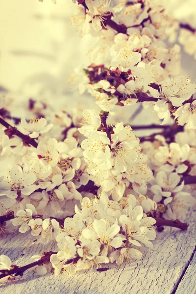 Branches of cherry blossoms — Stock Photo, Image