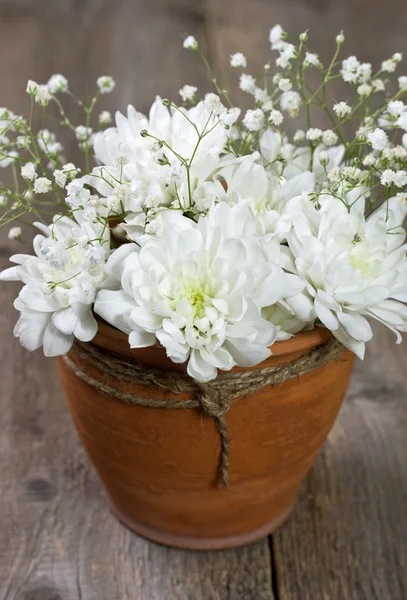 Witte chrysant — Stockfoto