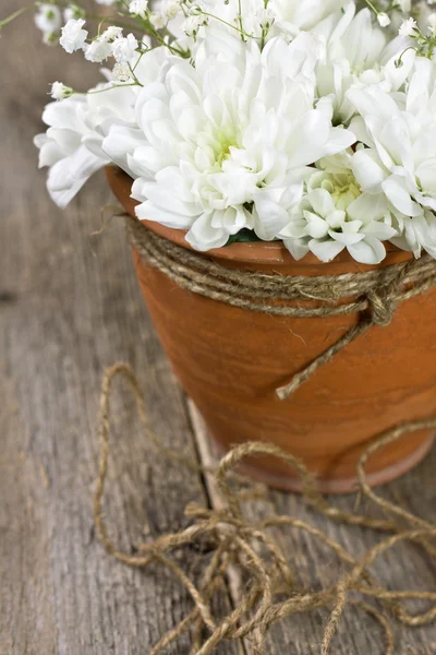 Chrysanthème blanc — Photo