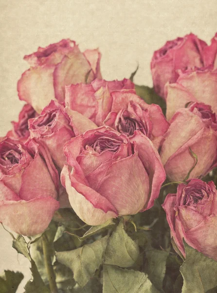Αποξηραμένα τριαντάφυλλο — Φωτογραφία Αρχείου