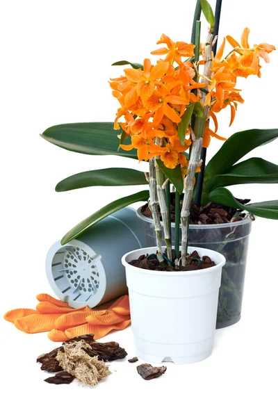 Orchideen verpflanzen — Stockfoto