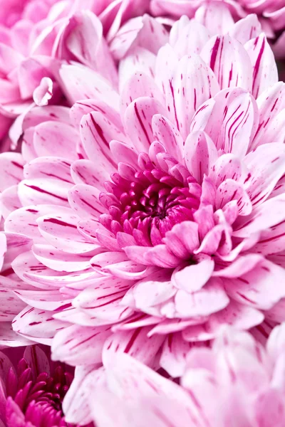 Crisantemi rosa — Foto Stock