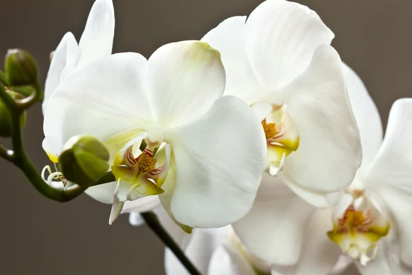 Bílá orchidej — Stock fotografie