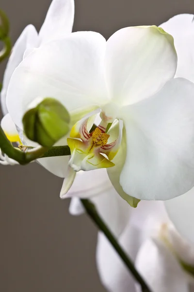 Белая орхидея — стоковое фото
