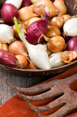 filizlenen soğan Ampüller