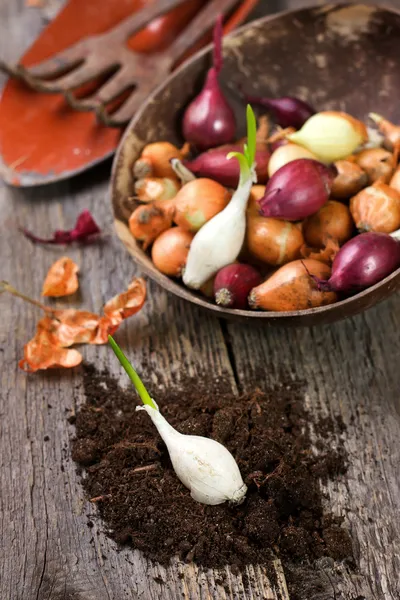 Sprouting white onion — Stock Photo, Image