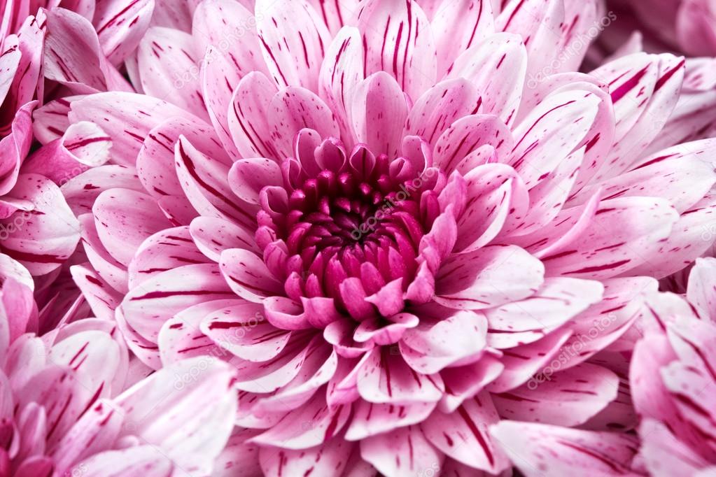 pink chrysanthemums 