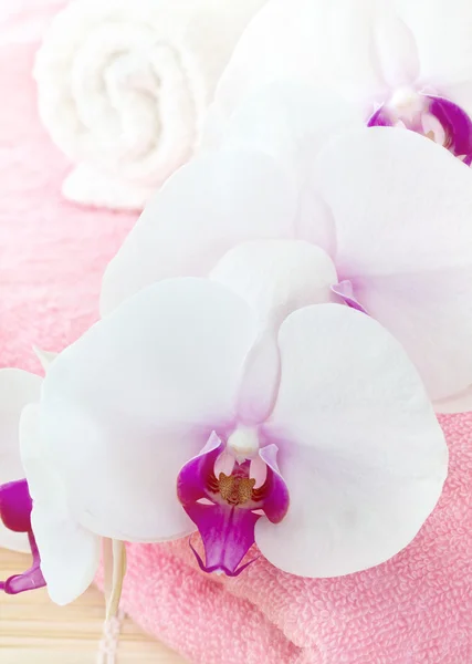 Bílá orchidej — Stock fotografie