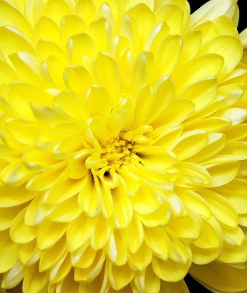 Chrysant — Stockfoto