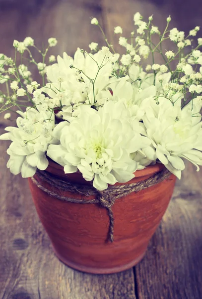 Белая хризантема — стоковое фото