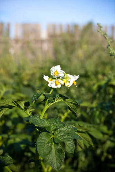 Blühende Kartoffeln — Stockfoto