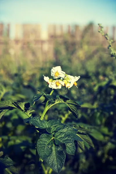 Kvetoucí brambor — Stock fotografie