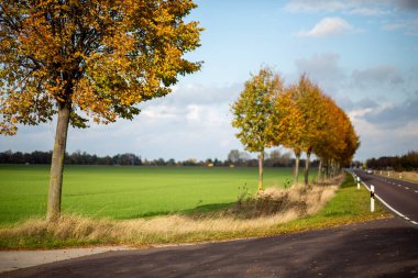 Strasse im Herbst mit Laub in Sachsen-Anhalt