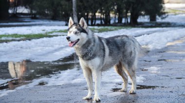Siberian dış yapraklar