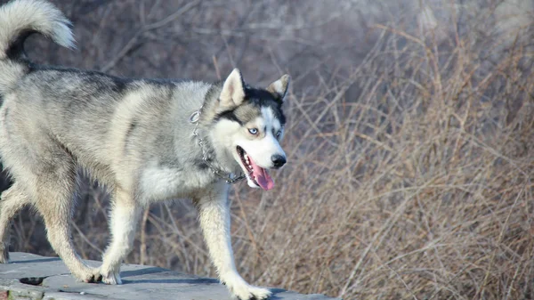 Siberian husky — Stockfoto