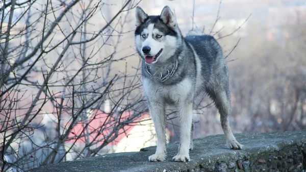 Siberian husky — Stock Photo, Image