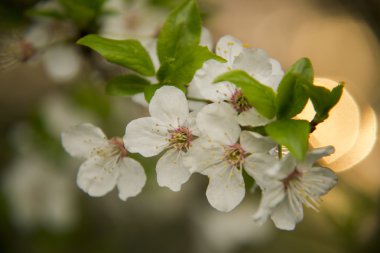 beyaz çiçekler meyve ağacının dalını