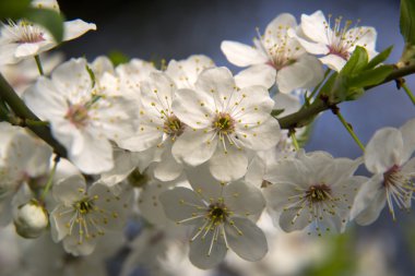 beyaz çiçekler meyve ağacının dalını