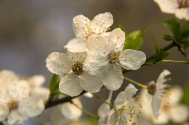 beyaz çiçekler meyve ağacının dalını