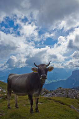 üzerinde otlatma arazi val badia inek