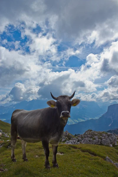 Cow on the grazing land of Val Badia — Stock Photo, Image