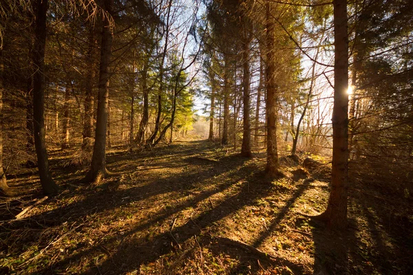 Studené slunce v lese — Stock fotografie