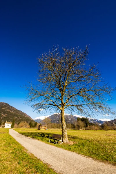 Albero e una panchina — Foto Stock