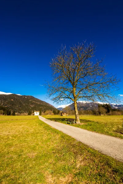 Tree and a bench — ストック写真