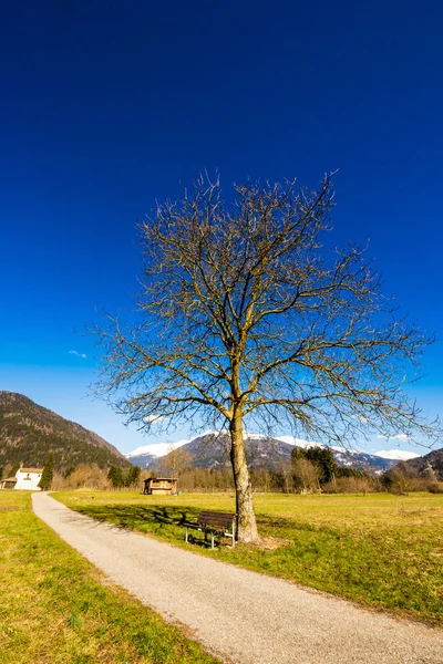 Uma Árvore e um Banco — Fotografia de Stock