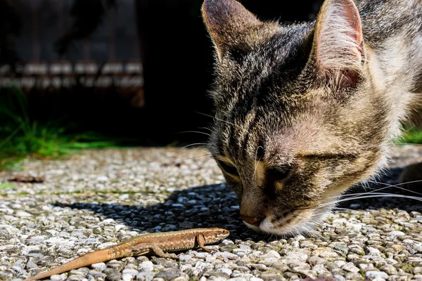 kertenkele kokulu kedi