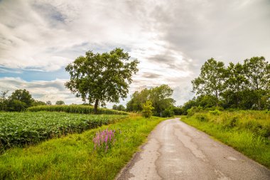 bir ülke yolda yalnız ağaç