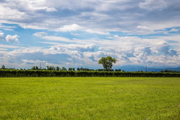 Grapevine in the fields of italy — Stock Photo, Image