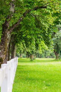 ağaçları beyaz çit ile