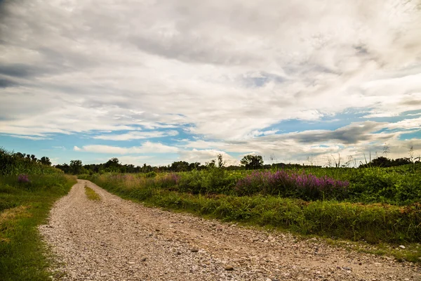 Lavendel op een landweg op het gebied van Italië — Stockfoto