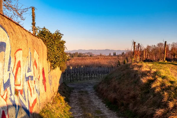 Sole Tramonta Tra Vigneti Del Friuli Venezia Giulia — Foto Stock