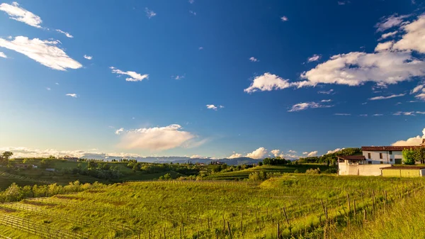 Farbenfroher Sonnenuntergang Den Weinbergen Von Rosazzo Udine Friaul Julisch Venetien — Stockfoto