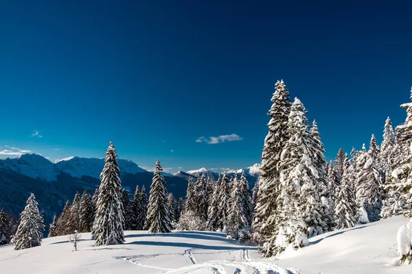 Alpes Cárnicos Depois Uma Grande Queda Neve Província Udine Região — Fotografia de Stock