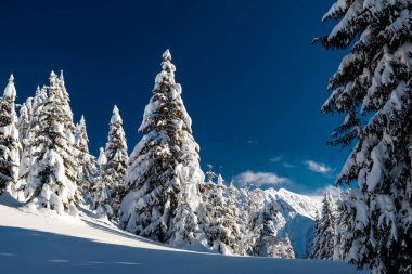 Büyük bir kar yağışı sonrası alaycı alpler. Udine ili, Friuli-Venezia Giulia bölgesi, İtalya