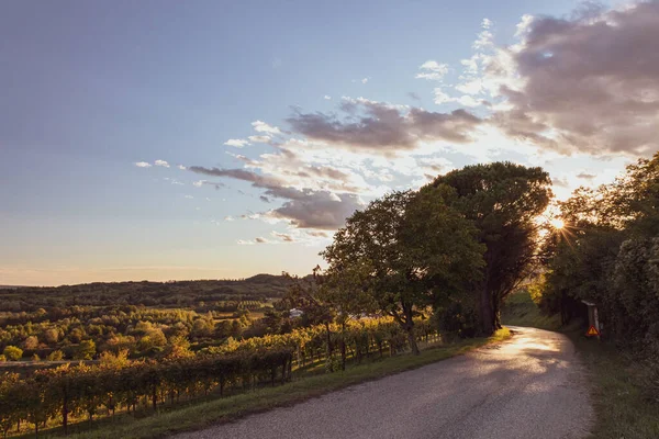 Sun Goes Vineyards Collio Friuli Venezia Giulia Italy — Stock Photo, Image