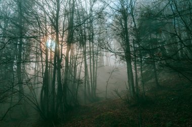 Julian Alpleri 'nin zirvesinin altındaki vadide bulutlar