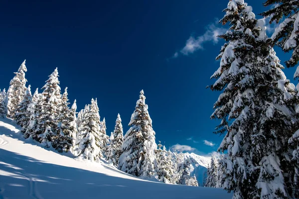 Alpes Cárnicos Depois Uma Grande Queda Neve Província Udine Região — Fotografia de Stock