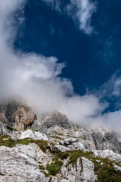 Steinbocks Jof Fuart Julian Alps Summer Day — Stock fotografie